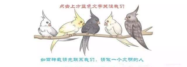 从各种动作来了解鹦鹉的心情,鹦鹉的姿态是怎样的图1