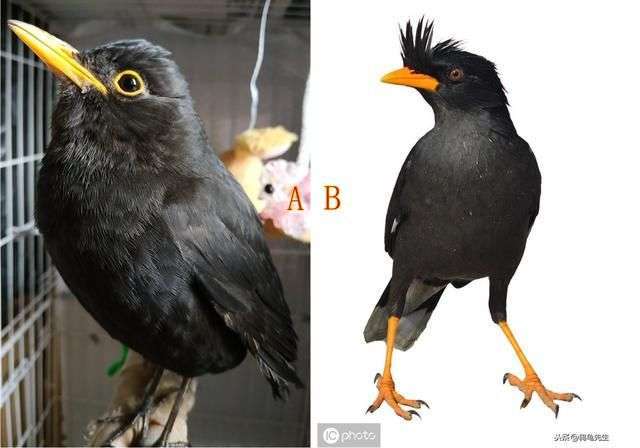 如何区分乌鸦幼鸟和八哥幼鸟图片图8