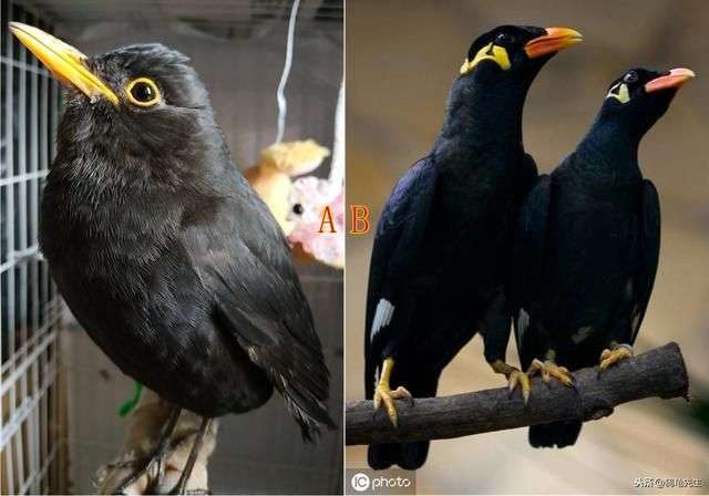 如何区分乌鸦幼鸟和八哥幼鸟图片图10