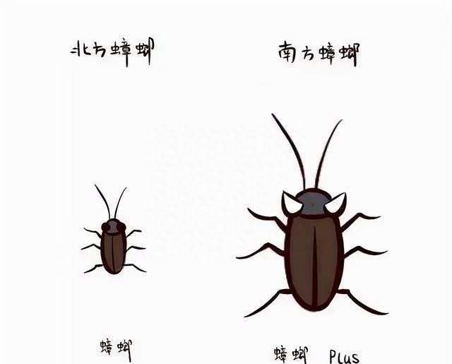 蟑螂不能踩死的说法靠谱吗,蟑螂不能踩死是不是真的图4